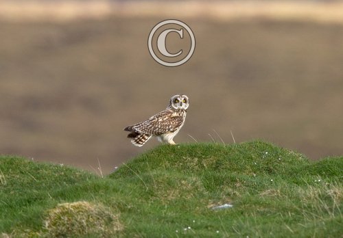 Short-eared Owl DM0920